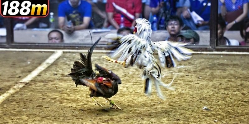 Cập nhật nhanh các trận đá gà 188m hàng ngày 