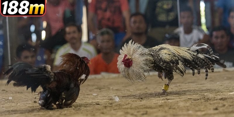 Loại hình đá gà tre 188m