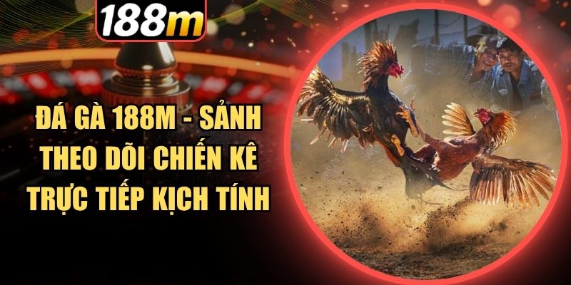 Những trận đá gà 188m kịch tính mang đến trải nghiệm cuốn hút