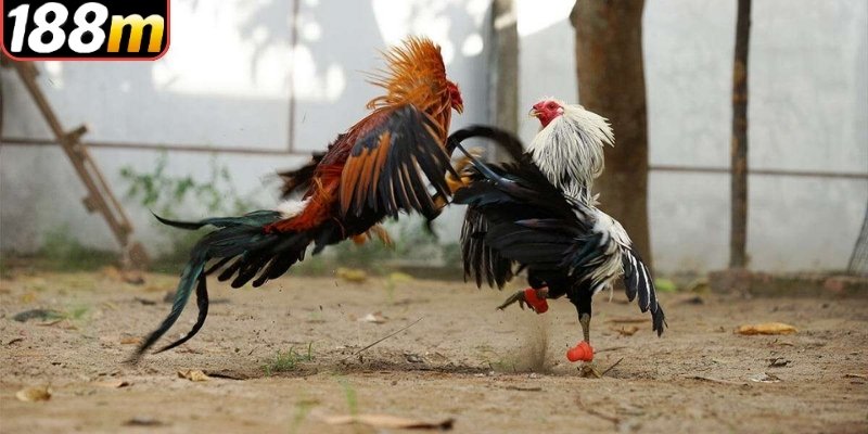 Đá gà cựa dao khác gì so với các kiểu gà chọi khác trong thực tế
