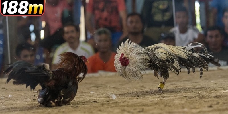 Những điểm nhận diện, cách vận hành và các dấu hiệu của đá gà 188m