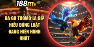 Vài thông tin cơ bản về hình thức đá gà Thomo
