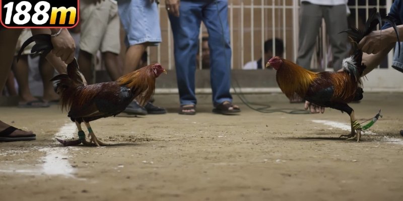 Một số điều cần nhớ khi tìm hiểu đá gà Thomo tránh sai sót Một số điều cần nhớ khi tìm hiểu đá gà Thomo tránh sai sót
