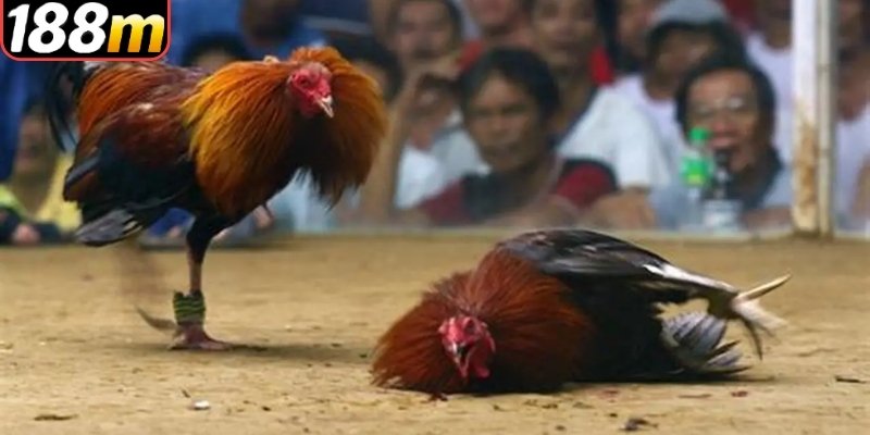 Một số quy ước nhất định cược thủ nên nắm bắt Một số quy ước nhất định cược thủ nên nắm bắt